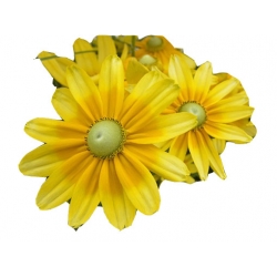 bylina Rudbekia owłosiona Prairie Sun B335