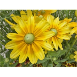 bylina Rudbekia owłosiona Prairie Sun B335