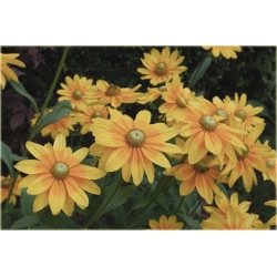 bylina Rudbekia owłosiona Prairie Sun B335