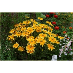 bylina Rudbekia owłosiona Prairie Sun B335