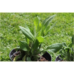 bylina Rudbekia owłosiona Prairie Sun B335