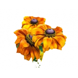 bylina Rudbekia Summerina Yellow B336