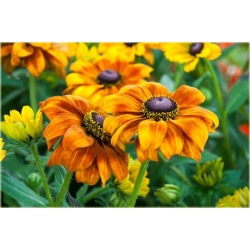 bylina Rudbekia Summerina Yellow B336