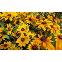 bylina Rudbekia Summerina Yellow B336