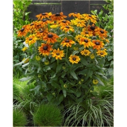 bylina Rudbekia Summerina Yellow B336