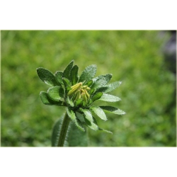 bylina Rudbekia Summerina Yellow B336