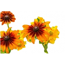 bylina Rudbekia owłosiona Capuccino B332