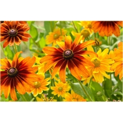 bylina Rudbekia owłosiona Capuccino B332