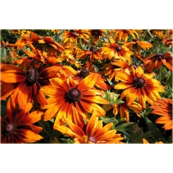 bylina Rudbekia owłosiona Capuccino B332