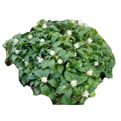 bylina Runianka jap Green Carpet B237