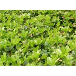 bylina Runianka jap Green Carpet B237