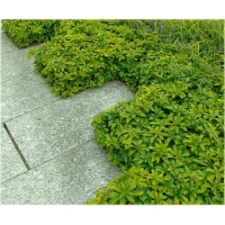 bylina Runianka jap Green Carpet B237