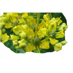 bylina Ruta zwyczajna B258