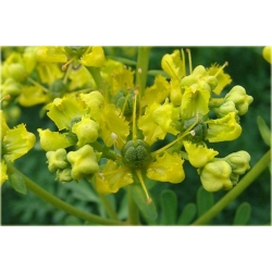 bylina Ruta zwyczajna B258