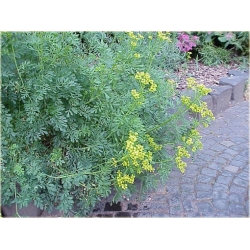 bylina Ruta zwyczajna B258