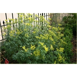 bylina Ruta zwyczajna B258