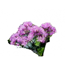 bylina Rutewka orlikolistna Black Stockings B339