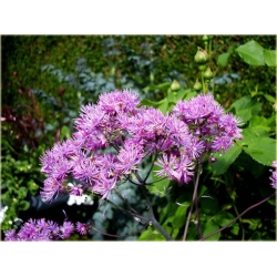 bylina Rutewka orlikolistna Black Stockings B339