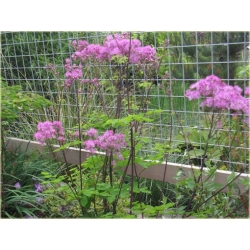 bylina Rutewka orlikolistna Black Stockings B339