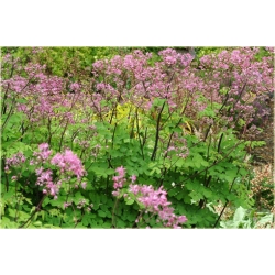 bylina Rutewka orlikolistna Black Stockings B339