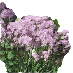 bylina Rutewka orlikolistna B337