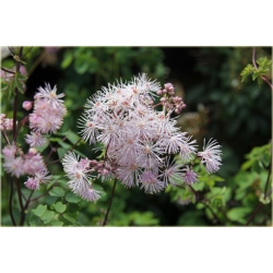 bylina Rutewka orlikolistna B337