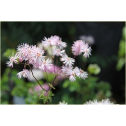 bylina Rutewka orlikolistna B337