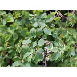 bylina Rutewka orlikolistna B337