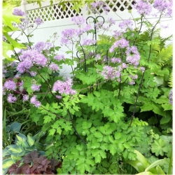 bylina Rutewka orlikolistna B337