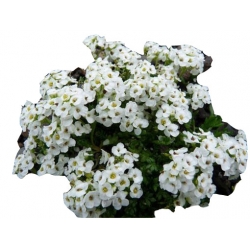 bylina Rzeżuszka biała B305