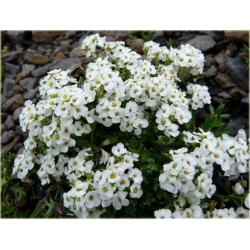 bylina Rzeżuszka biała B305