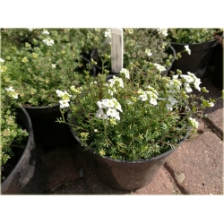 bylina Rzeżuszka biała B305