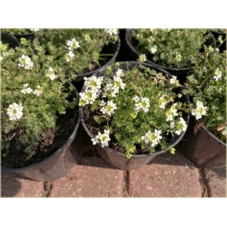 bylina Rzeżuszka biała B305