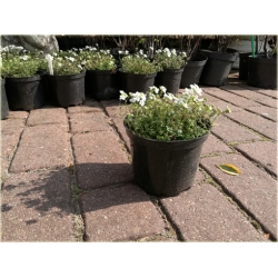 bylina Rzeżuszka biała B305