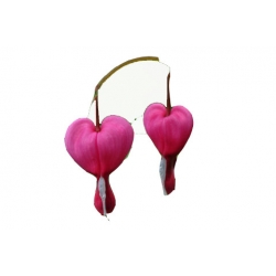 bylina Serduszka Valentine B225