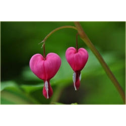 bylina Serduszka Valentine B225