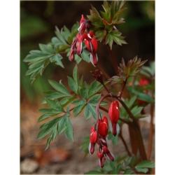 bylina Serduszka Valentine B225