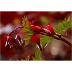 bylina Serduszka Valentine B225