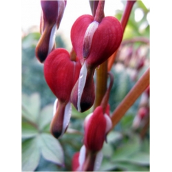 bylina Serduszka Valentine B225