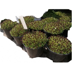 bylina Skalnica Arendsa Harder Zwerg B270