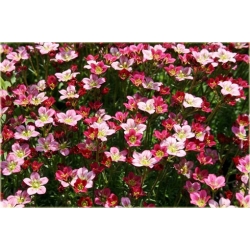 bylina Skalnica Arendsa Harder Zwerg B270