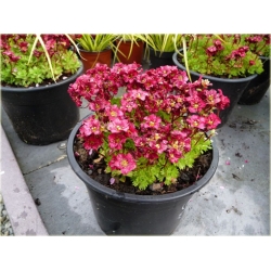 bylina Skalnica Arendsa Harder Zwerg B270