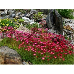 bylina Skalnica Arendsa Harder Zwerg B270