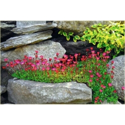 bylina Skalnica Arendsa Harder Zwerg B270