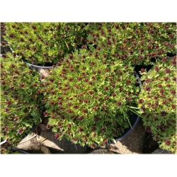 bylina Skalnica Arendsa Harder Zwerg B270