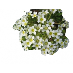 bylina Skalnica gronkowa B272