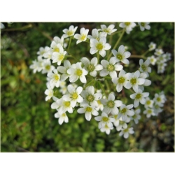 bylina Skalnica gronkowa B272