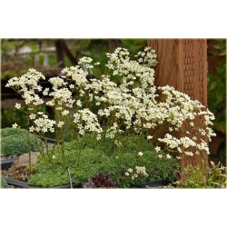 bylina Skalnica gronkowa B272