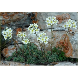 bylina Skalnica gronkowa B272