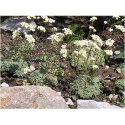 bylina Skalnica gronkowa B272